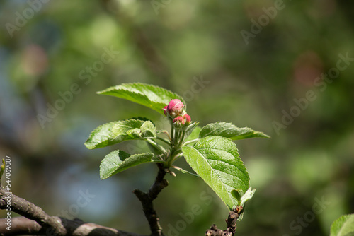 Sprig flowering fluffy rosebuds and tender green leaves apple tree in the spring garden