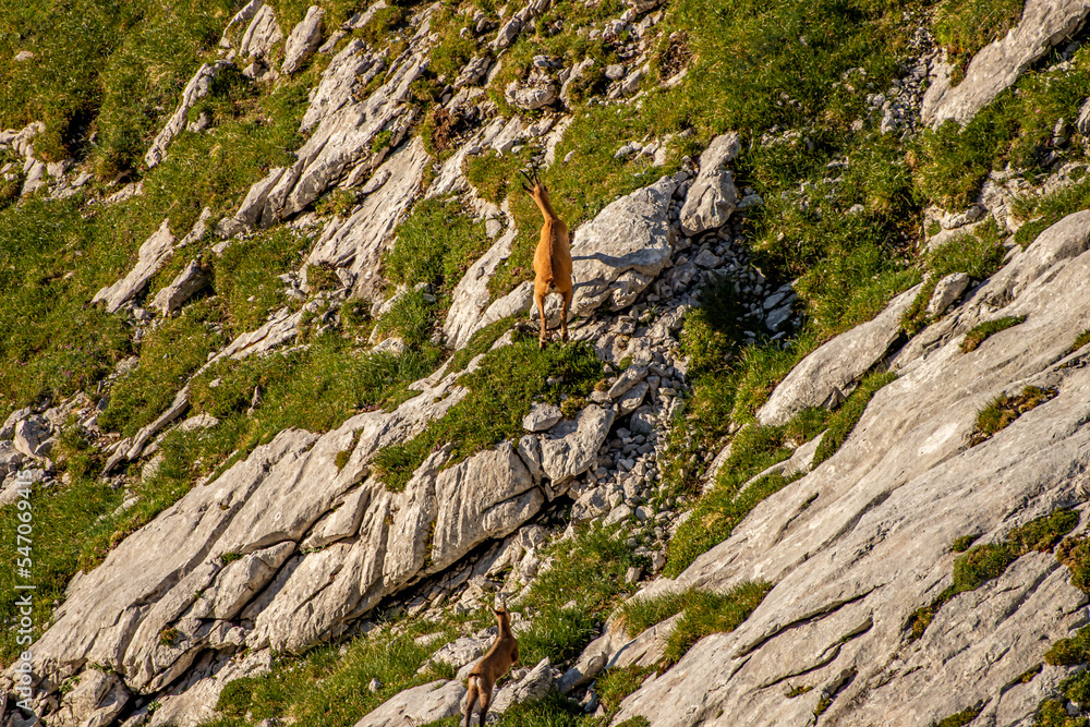 Chamois in Julian alps, Slovenia Chamois in Julian alps, Slovenia
