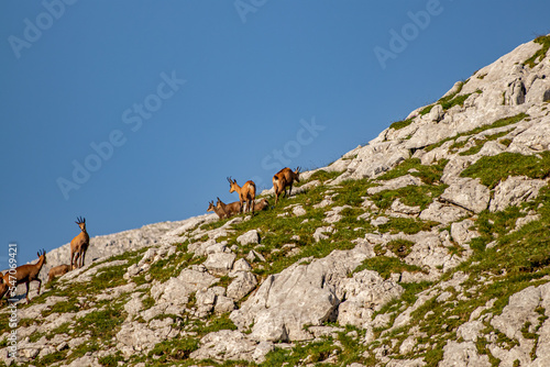 Chamois in Julian alps, Slovenia  © klemen