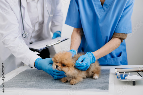 Fototapeta Naklejka Na Ścianę i Meble -  Two doctors are examining him. Veterinary medicine concept. Pomeranian in veterinary clinic..