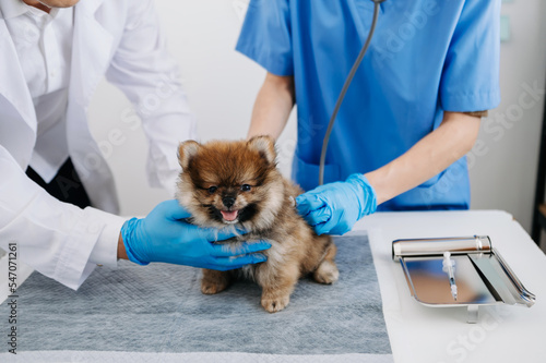 Vet listening Pomeranian dog with stetoscope in veterinary clinic..