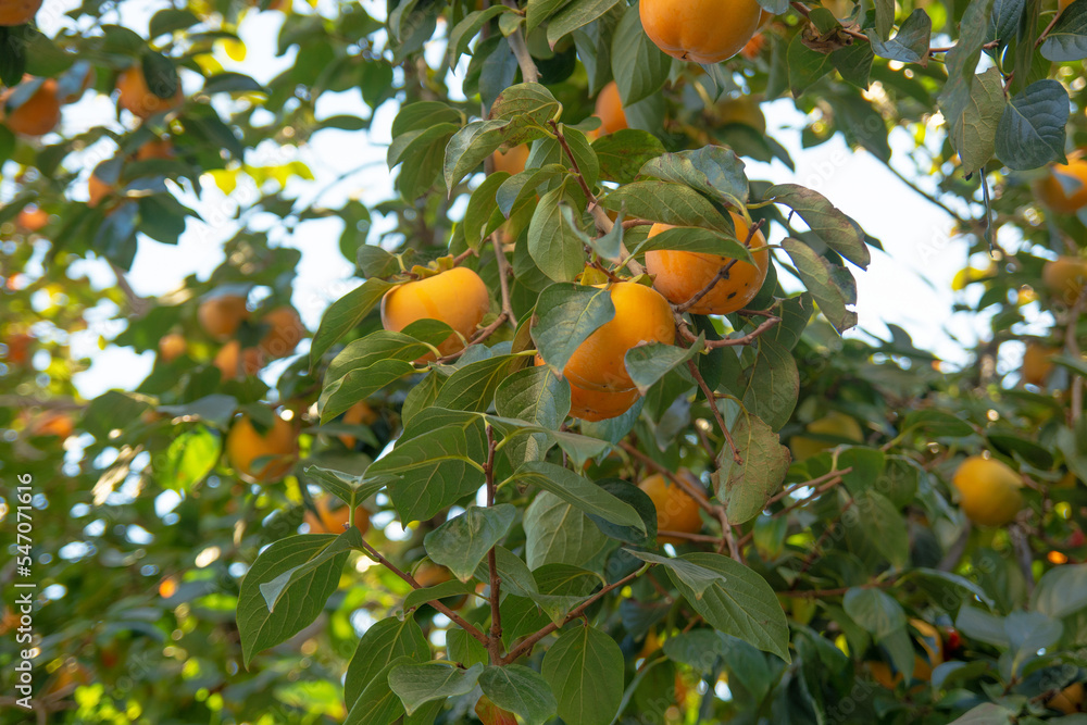 ripe persimmons on branch.yellow fruits.
