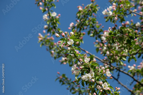 Cherry branches with white flowers and green leaves on a blue sky background.