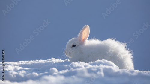 cute white rabbit in the cold photo