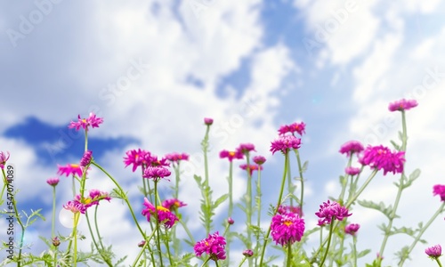 Beautiful fresh aroma flowers in garden.