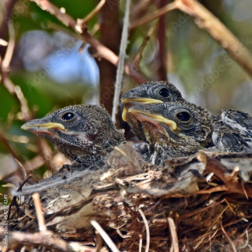 close up of little Fiscal Shrike birds in the nest
