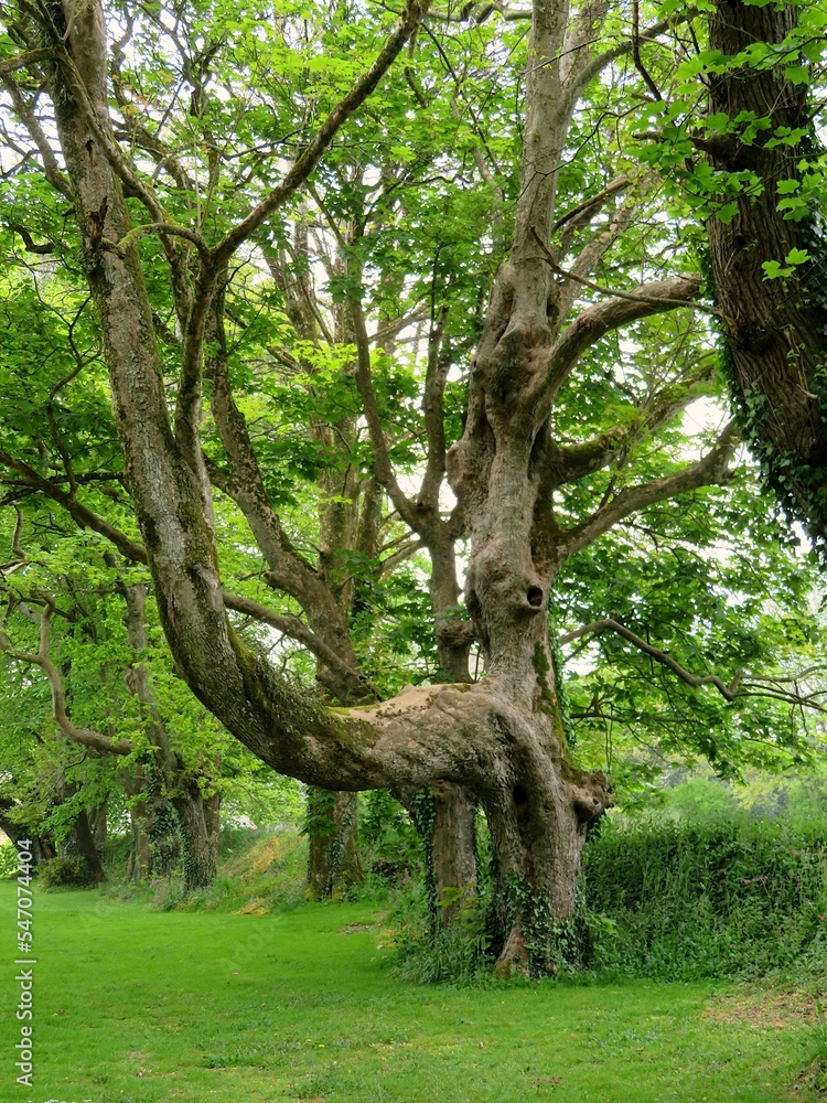 Obraz premium arbre