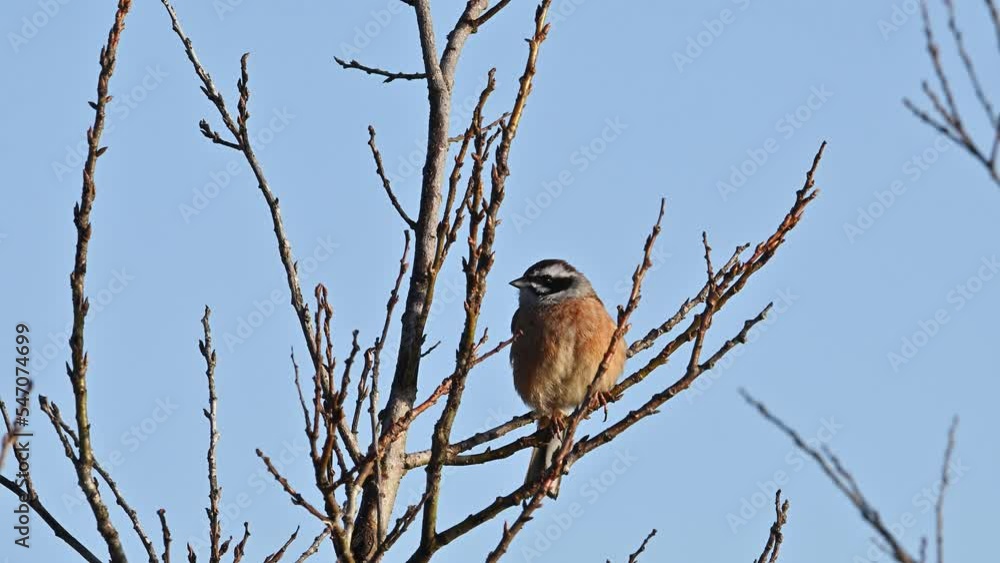地鳴きするホオジロ (鳴き声あり) 地鳴きするホオジロ (鳴き声あり)
