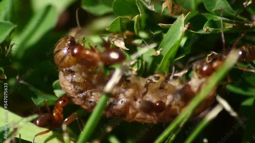 swarm of ants devour a maggot worm Stock ビデオ Adobe Stock