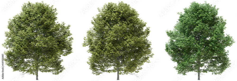 3D illustration of trees on transparent background, for illustration, digital composition, and architecture visualization - obrazy, fototapety, plakaty 