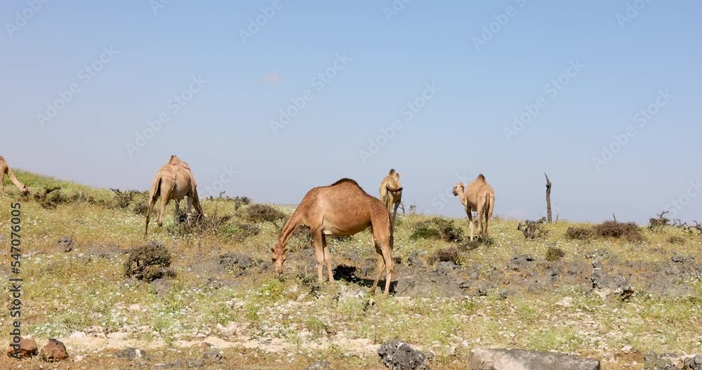 Camels in the Dhofar region of southern Oman Camels in the Dhofar region of southern Oman