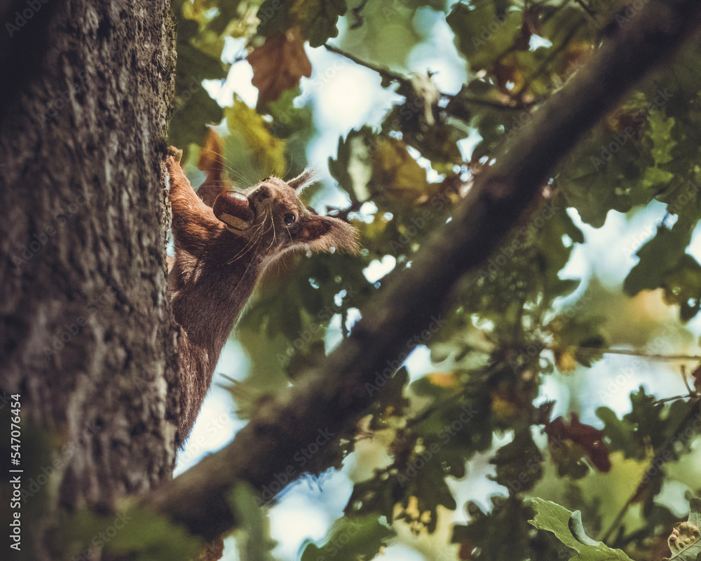 Eichhörnchen mit Nuss im Wald Eichhörnchen mit Nuss im Wald