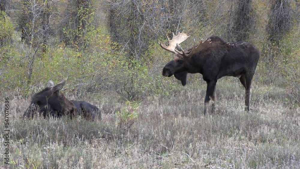 Bull Moose During the Rut in Wyoming in Autumn Bull Moose During the Rut in Wyoming in Autumn