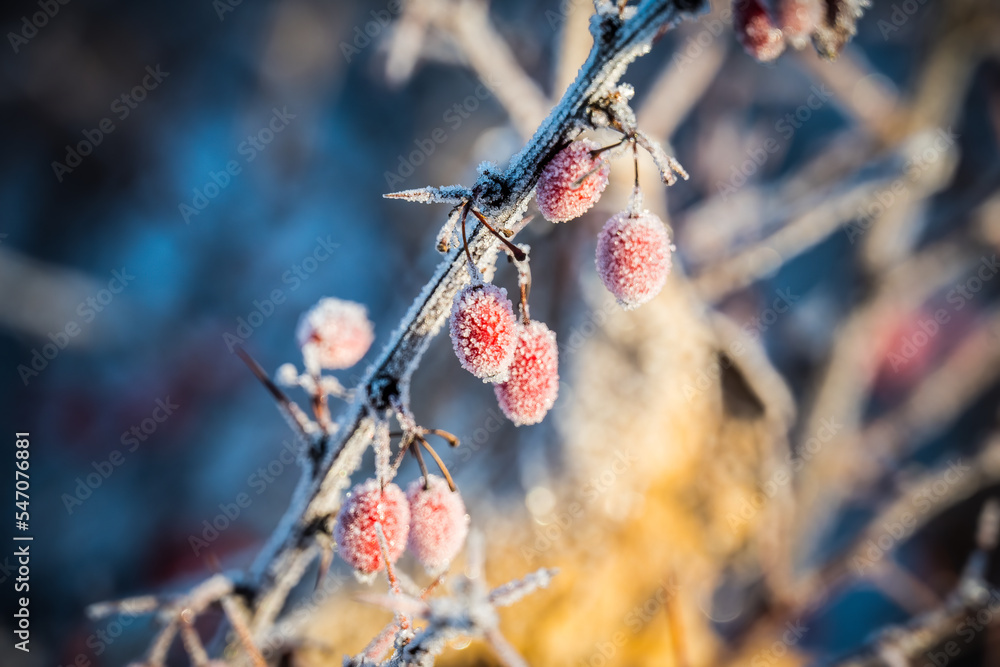 Winter frozen branch