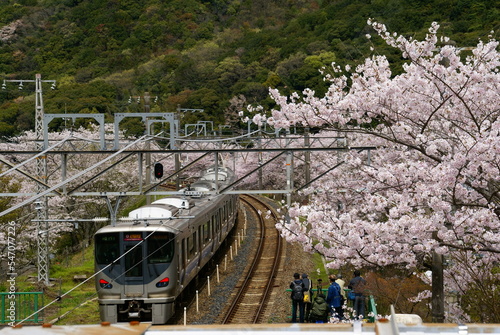 山中渓駅・桜