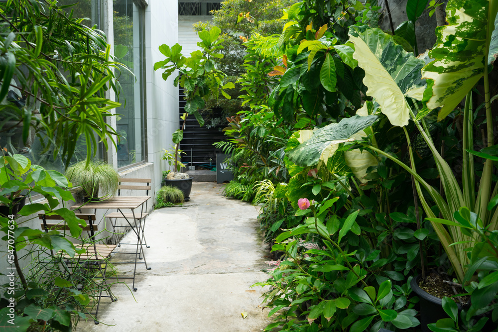 Fototapeta premium Alocasia macrorrhizos or Odora Variegated with ornamental plants with walk way and outdoor chairs in the garden park. 