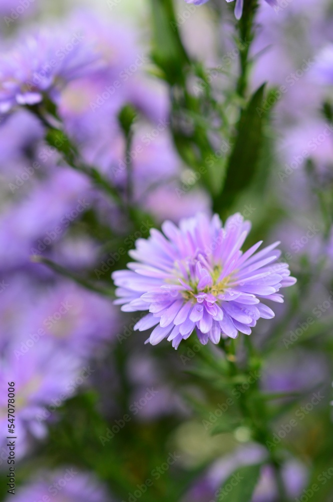 八重咲きの孔雀アスター（クジャクソウ）紫色