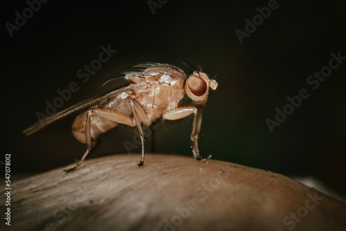 Kleine Fliege auf einem Pilz im Wald photo