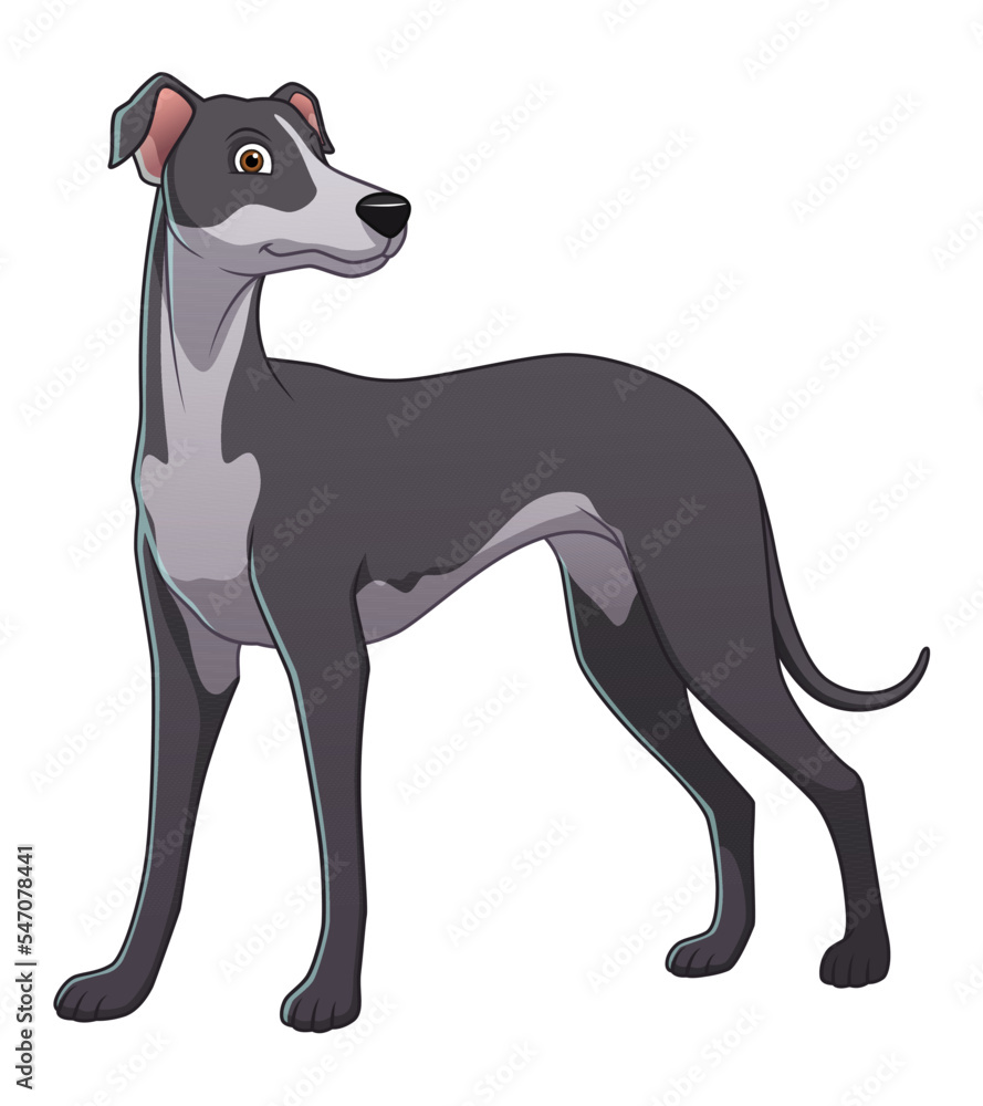 Greyhound Dog Cartoon Animal Illustration
