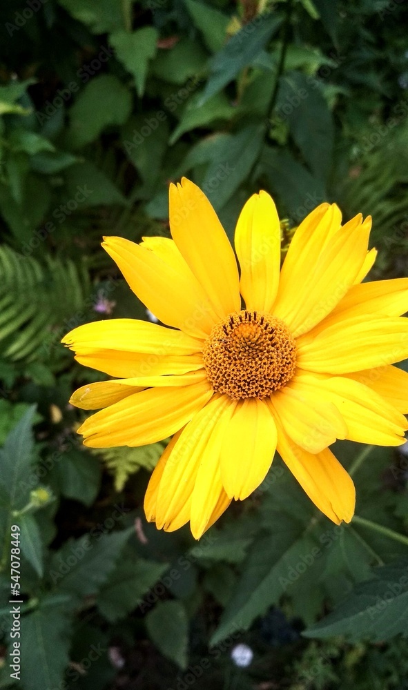 yellow flower on the background yellow flower on the background