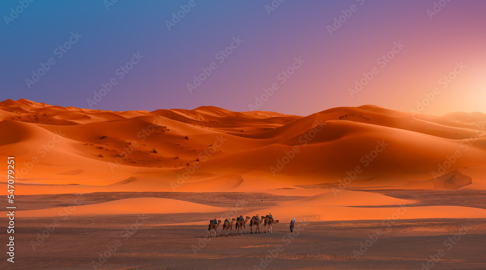 Obraz premium Camel caravan in the desert at sunrise - Sahara, Morrocco