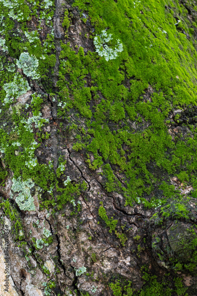 Moss that grows on trees is a type of leaf moss, in Latin it is called Bryophyta