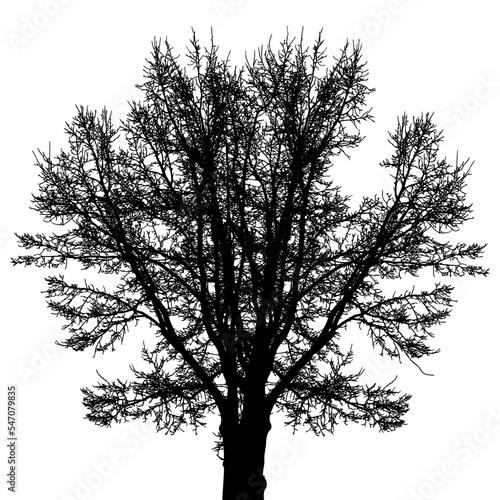 Big bare tree silhouette  many branches. Vector illustration