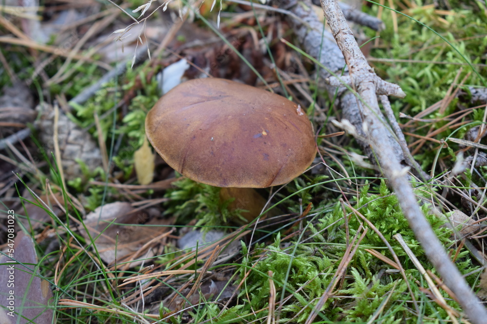 Steinpilz Steinpilz