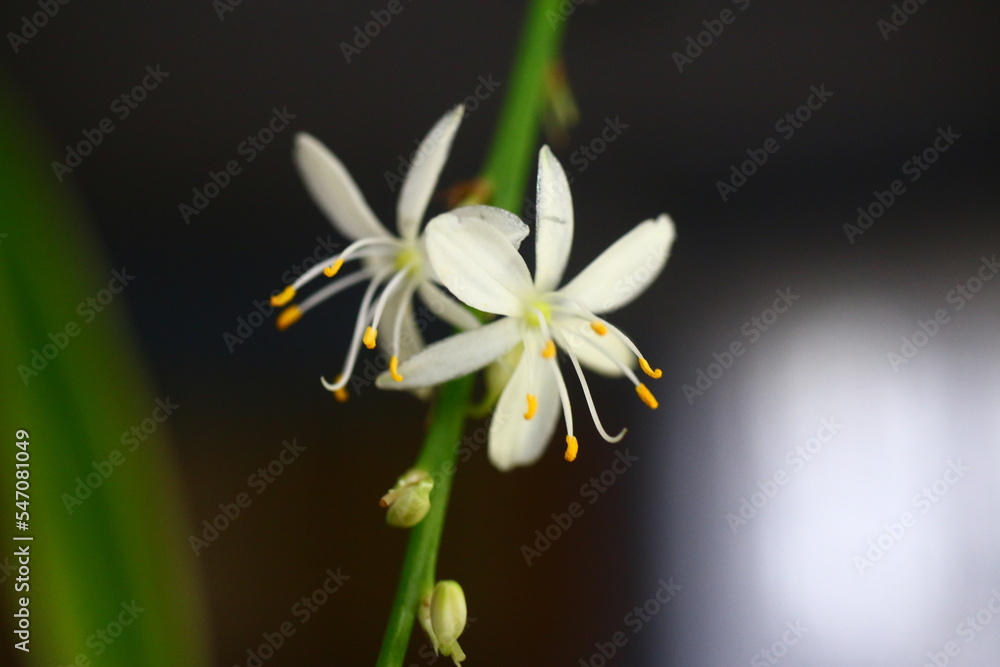 Fototapeta premium Chlorophytum laxum zielistka czubiasta