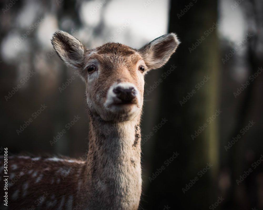 Obraz premium Reh im Wald