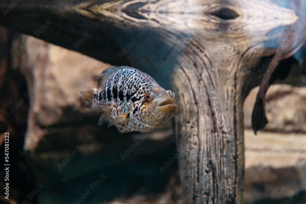 Obraz premium fish in a marine aquarium. photo with a copy of the space.