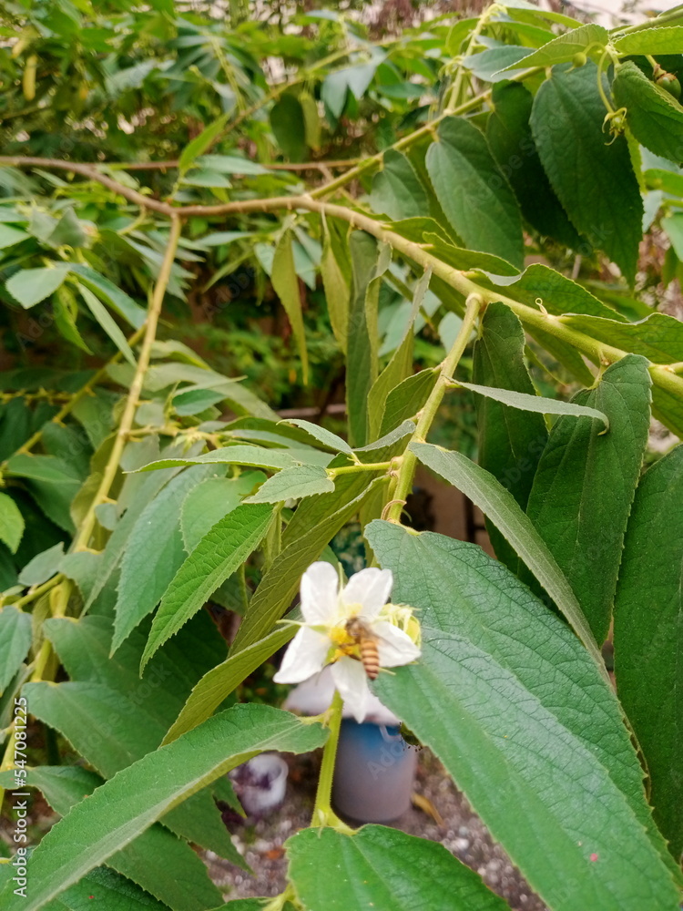 Obraz premium De focus flower with bee