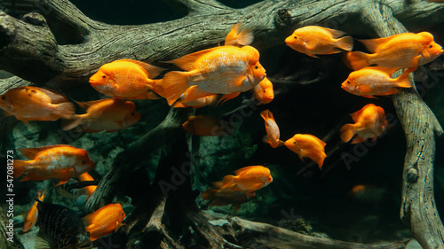 flock of bright fish in a marine aquarium. © yurolaitsalbert