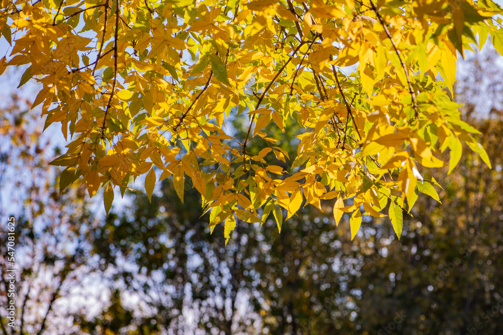 Beautiful golden leaves of plants in autumn