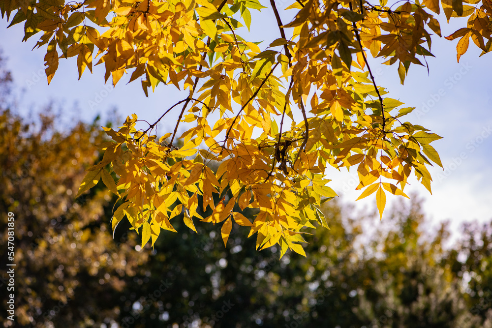 Beautiful golden leaves of plants in autumn Beautiful golden leaves of plants in autumn
