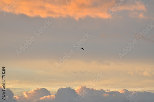 clouded Coast sunset with birds colorfull pastell over ocean © Andreas