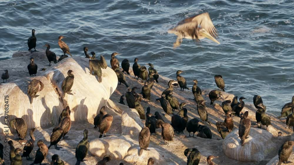 Wildlife in Super Slow Motion 4K 120fps: Pelican and Cormorant on a rock of the Pacific Ocean, California, United States