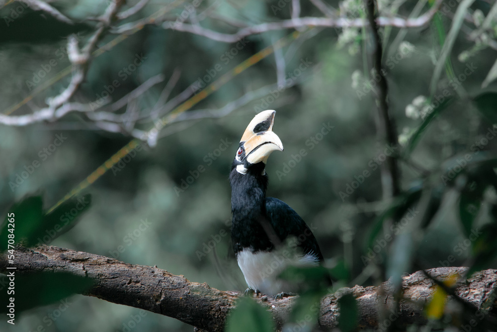 An oriental pied hornbill standing on a tree alone waiting for hunting an insect in the Khao Yai National Park of Thailand. The wildlife of the national park.