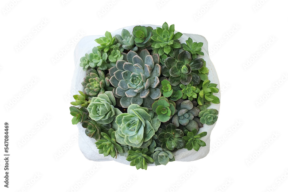 Obraz premium Close up mixed small cactus plant in pot overhead or top view isolated