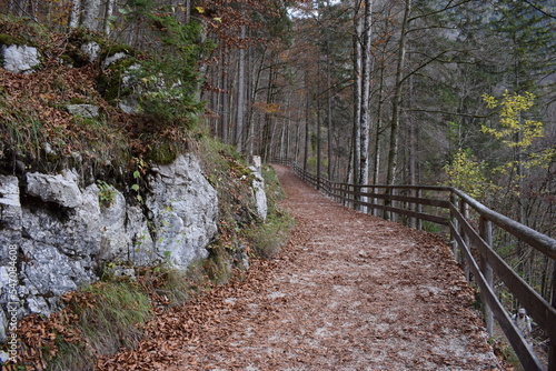 Weg im Wald