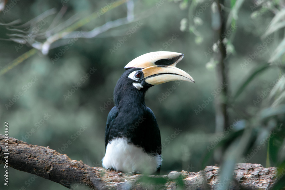 An oriental pied hornbill standing on a tree alone waiting for hunting an insect in the Khao Yai National Park of Thailand. The wildlife of the national park.