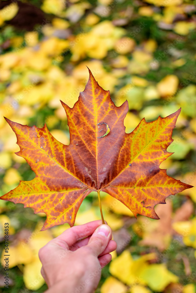 Hand holding maple leaf. Falling leaves