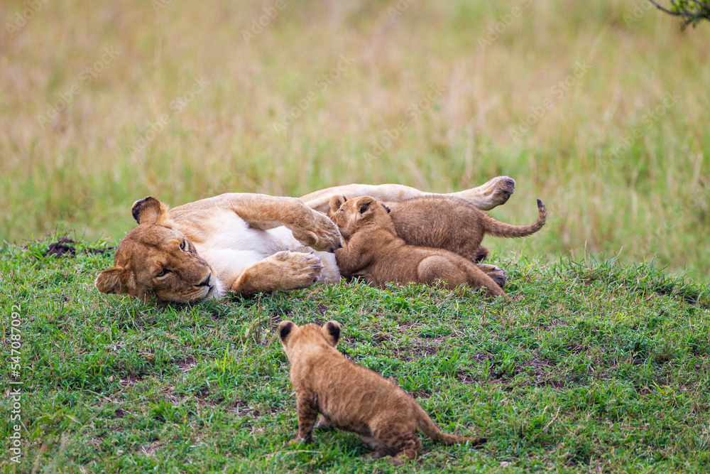 Lions cubs playing under the protection of their mother in the Masai Mara in Kenya Lions cubs playing under the protection of their mother in the Masai Mara in Kenya