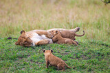Lions cubs playing under the protection of their mother in the Masai Mara in Kenya