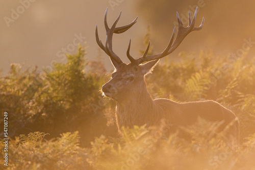 Red deer stag in the late autumn sun during the annual deer rut in London 