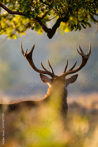 Red deer stag in the late autumn sun during the annual deer rut in London 