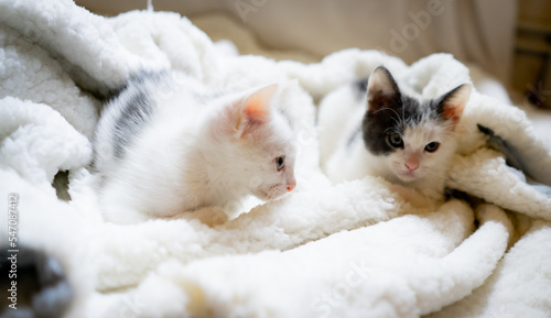 Black and white kitten © Noemie