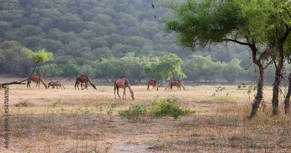 dhofar region, dhofar, camel food, camels, camel, wadi oman, oman tourism, omani, salalah region, spring, adventure, tropical, waterfall landscape, waterfalls, waterfall, outdoor, middle east, scenery dhofar region, dhofar, camel food, camels, camel, wadi oman, oman tourism, omani, salalah region, spring, adventure, tropical, waterfall landscape, waterfalls, waterfall, outdoor, middle east, scenery