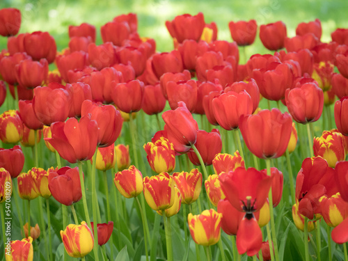 red tulips on a sunny day