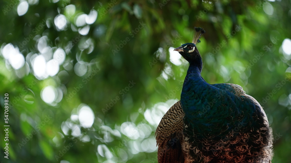 Obraz premium peacock